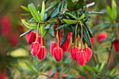 RHS GARDEN, WISLEY, SURREY: CLOSE UP PLANT PORTRAIT OF THE RED / PINK FLOWERS OF CRINODENDRON HOOKERIANUM - AGM, SHRUB, SUMMER, JUNE, HANGING, DANGLING