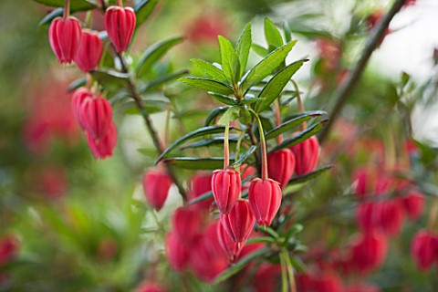 RHS_GARDEN_WISLEY_SURREY_CLOSE_UP_PLANT_PORTRAIT_OF_THE_RED__PINK_FLOWERS_OF_CRINODENDRON_HOOKERIANU