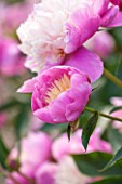 RHS GARDEN, WISLEY, SURREY: CLOSE UP PLANT PORTRAIT OF THE PINK AND WHITE / CREAM FLOWERS OF PEONY - PAEONIA LACTIFLORA BOWL OF BEAUTY - PERENNIAL, SUMMER, JUNE, FLOWER, PETALS