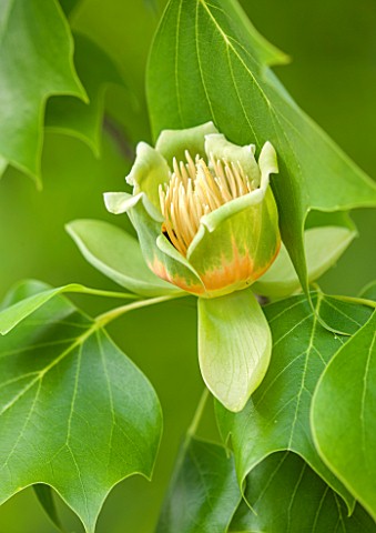 RHS_GARDEN_WISLEY_SURREY_CLOSE_UP_PLANT_PORTRAIT_OF_THE_GREEN_AND_ORANGE_FLOWER_OF_LIRIODENDRON_TULI
