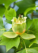 RHS GARDEN, WISLEY, SURREY: CLOSE UP PLANT PORTRAIT OF THE GREEN AND ORANGE FLOWER OF LIRIODENDRON TULIPIFERA - TREE, FLOWERS, FLOWERING, JUNE, SUMMER, TULIP TREE, DECIDUOUS, BEE