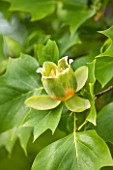 RHS GARDEN, WISLEY, SURREY: CLOSE UP PLANT PORTRAIT OF THE GREEN AND ORANGE FLOWER OF LIRIODENDRON TULIPIFERA - TREE, FLOWERS, FLOWERING, JUNE, SUMMER, TULIP TREE, DECIDUOUS