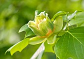 RHS GARDEN, WISLEY, SURREY: CLOSE UP PLANT PORTRAIT OF THE GREEN AND ORANGE FLOWER OF LIRIODENDRON TULIPIFERA - TREE, FLOWERS, FLOWERING, JUNE, SUMMER, TULIP TREE, DECIDUOUS