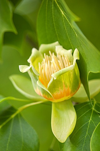 RHS_GARDEN_WISLEY_SURREY_CLOSE_UP_PLANT_PORTRAIT_OF_THE_GREEN_AND_ORANGE_FLOWER_OF_LIRIODENDRON_TULI