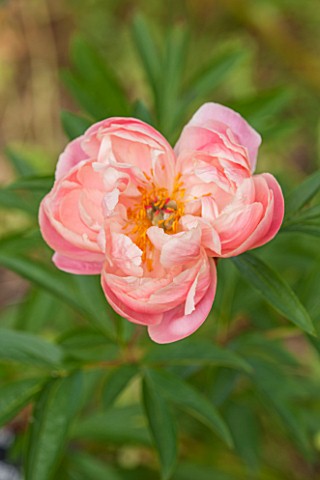 RHS_GARDEN_WISLEY_SURREY_CLOSE_UP_PLANT_PORTRAIT_OF_THE_PINK_FLOWER_OF_PEONY__PAEONIA_CORAL_CHARM__A