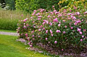 RHS GARDEN, WISLEY, SURREY: BOWES LYON ROSE GARDEN - LAWN AND PATH WITH DAVID AUSTIN ROSE - ROSA SKYLARK - AUSIMPLE, AGM, SHRUB, SCENT, SCENTED, FRAGRANT, JUNE, SUMMER, FLOWERS