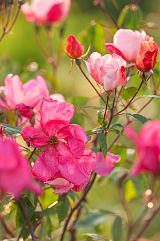 RHS_GARDEN_WISLEY_SURREY_CLOSE_UP_PLANT_PORTRAIT_OF_THE_PINK_FLOWERS_OF_A_ROSE__ROSA_X_ODORATA_MUTAB