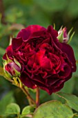 RHS GARDEN, WISLEY, SURREY: CLOSE UP PLANT PORTRAIT OF THE DARK RED DAVID AUSTIN ROSE - ROSA DARCEY BUSSELL - AUSDECORUM - FLOWER, FLOWERS, PETALS, SHRUB, JUNE, SUMMER