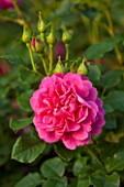 RHS GARDEN, WISLEY, SURREY: CLOSE UP PLANT PORTRAIT OF THE PINK DAVID AUSTIN ROSE - ROSA PRINCESS ANNE - AUSKITCHEN - FLOWER, FLOWERS, PETALS, SHRUB, JUNE, SUMMER