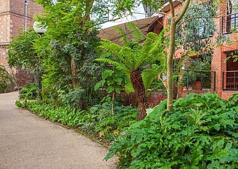 GLYNDEBOURNE_EAST_SUSSEX_TREE_FERNS_IN_THE_EXOTIC_BOURNE_GARDEN_WITH_THE_OPERA_HOUSE_BEHIND__GREEN_T
