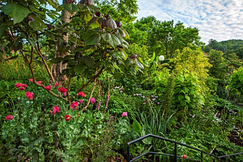 GLYNDEBOURNE_EAST_SUSSEX_POPPIES_IN_THE_EXOTIC_BOURNE_GARDEN__GREEN_TROPICAL