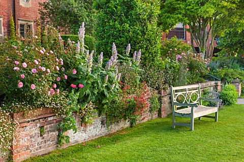 GLYNDEBOURNE_EAST_SUSSEX_THE_DOUBLE_HERBACEOUS_BORDERS_WITH_WHITE_FOXTAIL_LILIES__EREMERUS_SALVIAS_P