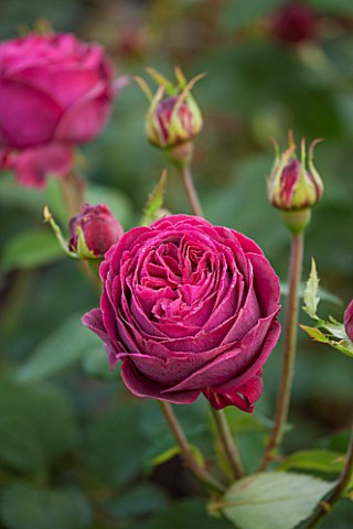 GLYNDEBOURNE_EAST_SUSSEX_CLOSE_UP_OF_THE_DARK_RED_FLOWER_OF_A_ROSE__ROSA_MUNSTEAD_WOOD_SHRUB_ROSES_P
