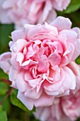 GLYNDEBOURNE, EAST SUSSEX: CLOSE UP OF THE PINK FLOWER OF A ROSE - ROSA ALBERTINE. CLIMBER, CLIMBING, ROSES, PETALS, FLOWERS, JUNE