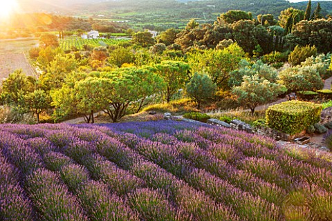 LA_JEG_PROVENCE_FRANCE_DESIGNER_ANTHONY_PAUL__VIEW_ACROSS_ROWS_OF_LAVENDER__LAVENDULA_GROSSO__TO_ALM