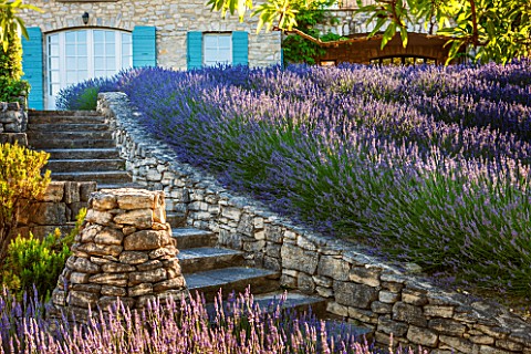 LA_JEG_PROVENCE_FRANCE_DESIGNER_ANTHONY_PAUL__STONE_PATH_TO_HOUSE_IN_JUNE__ROWS_OF_PURPLE_LAVENDER__