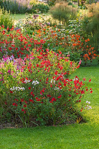 THE_COACH_HOUSE_SURREY_SECTION_OF_BORDER_WITH_SALVIA_ROYAL_BUMBLE_ALLIUM_COWANII__GEUM_FIRE_OPAL_RED