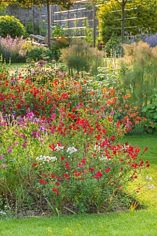 THE_COACH_HOUSE_SURREY_SECTION_OF_SUMMER_BORDER_WITH_SALVIA_ROYAL_BUMBLE_ALLIUM_COWANII_GEUM_FIRE_OP
