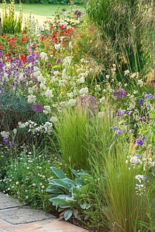 THE_COACH_HOUSE_SURREY_PERENNIAL_BORDER_IN_SUMMER_WITH_STIPA_TENUISSIMASTACHYS_BYZANTINE_BIG_EARSALL