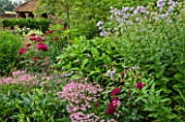 THE COACH HOUSE, SURREY: SUMMER BORDER WITH ASTRANTIA ROMA,ROSA DARCEY BUSSELL,CAMPANULA LACTIFLORA PRITCHARDS VARIETY & PERSICARIA AMPLEXICAULIS FIRETAIL.COTTAGE GARDEN