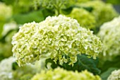 THE COACH HOUSE, SURREY: CLOSE UP OF FLOWER OF HYDRANGEA ARBORESCENS ANNABELLE. PLANT PORTRAIT, WHITE & GREEN,LIME,SUMMER,PURE,PURITY,CALM,SERENE.