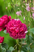 THE COACH HOUSE, SURREY: CLOSE UP OF ROSA DARCEY BUSSELL. PLANT PORTRAIT, CERISE PINK, MAGENTA, FRAGRANT,FRAGRANCE,SCENTED,ROSE,FLOWER,SUMMER, SHRUB