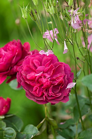 THE_COACH_HOUSE_SURREY_CLOSE_UP_OF_ROSA_DARCEY_BUSSELL_PLANT_PORTRAIT_CERISE_PINK_MAGENTA_FRAGRANTFR