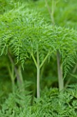 THE COACH HOUSE, SURREY: CLOSE UP OF DELICATE FRONDS OF SELINUM WALLCHIANUM. MILK PARSLEY, PLANT PORTRAIT, GREEN FOLIAGE.LATE FLOWERING SUMMER PERENNIAL.