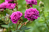 THE COACH HOUSE, SURREY: CLOSE UP OF PINK FLOWER OF ROSA WILLIAM LOBB. PURPLE, PINK,MAGENTA,PETALS, SHRUB,SUMMER,ROSE,FRAGRANT, SCENTED.