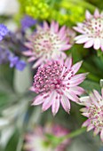 THE REAL FLOWER COMPANY:CLOSE UP OF PALE PINK ASTRANTIA IN FLORAL ARRANGEMENT. PLANT PORTRAIT, PRETTY.