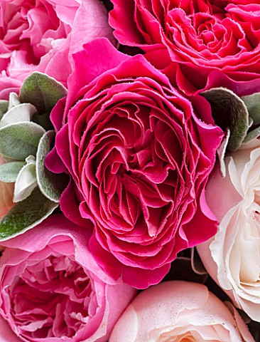THE_REAL_FLOWER_COMPANYCLOSE_UP_OF_DEEP_PINK_ROSES_WITH_SENECCIO_IN_FLORAL_ARRANGEMENT_PRETTY_PLANT_