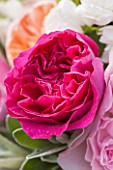 THE REAL FLOWER COMPANY:CLOSE UP OF CERISE PINK ROSE IN FLORAL ARRANGEMENT. PRETTY, PLANT PORTRAIT.