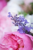THE REAL FLOWER COMPANY:CLOSE UP OF PINK ROSE AND LAVENDER. PRETTY,PLANT PORTRAIT,LILAC,PURPLE