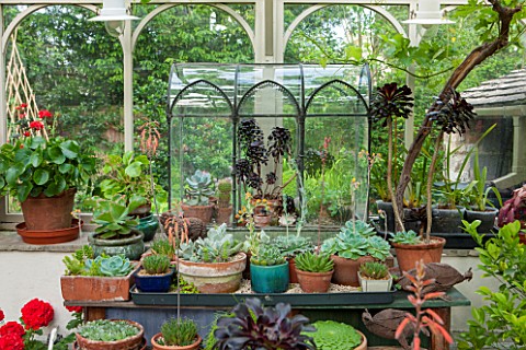 THE_LODGE_BURFORD_OXFORDSHIRE_INTERIOR_OF_CONSERVATORY_WITH_WARDIAN_CASE_WITH_COLLECTION_OF_SUCCULEN