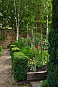 THE LODGE, BURFORD, OXFORDSHIRE: RAISED VEGETABLE BEDS WITH SWEET PEAS, MARIGOLDS AND PARSLEY. WITH CLIPPED BOX AND WHITE SILVER BIRCH JACQUEMONTII. POTAGER, KITCHEN GARDEN, HERB