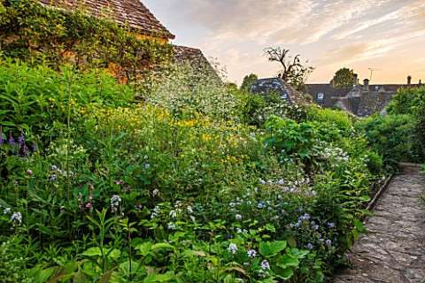 GREYHOUNDS_BURFORD_OXFORDSHIRE_COTTAGE_BORDER_AT_DAWN_WITH_CRAMBE_HESPERIS_AND_GERANIUMS_INFORMAL_PL