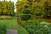 GREYHOUNDS, BURFORD, OXFORDSHIRE: THE ORCHARD AND GRASS PATH WITH MULBERRY AND WALNIT TREES AND YEW TOPIARY IN BORDER WITH COTTAGE STYLE PLANTING. INFORMAL GARDEN. SUMMER.