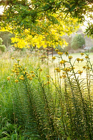 GREYHOUNDS_BURFORD_OXFORDSHIRE_WILDFLOWER_PATCH_WITH_YELLOW_PYRENEAN_LILIES_FROM_CO_KILDARE_INFORMAL