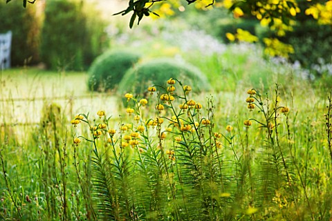 GREYHOUNDS_BURFORD_OXFORDSHIRE_WILDFLOWER_PATCH_WITH_YELLOW_PYRENEAN_LILIES_FROM_CO_KILDARE_INFORMAL