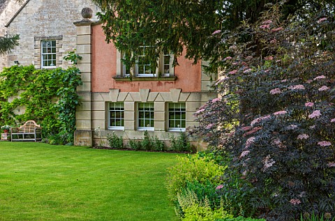 THE_GREAT_HOUSE_BURFORD_OXFORDSHIRE_VIEW_OF_WISTERIA_CLAD_HOUSE_AND_LAWN_WITH_SAMBUCUS_NIGRA_IN_FG_B