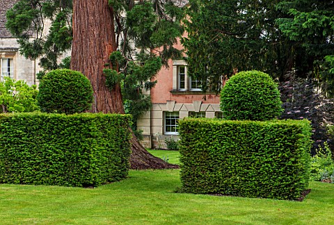 THE_GREAT_HOUSE_BURFORD_OXFORDSHIRE_GIANT_REDWOOD__SEQUOIADENDRON_GIGANTEUM_WITH_CLIPPED_YEW_HEDGING