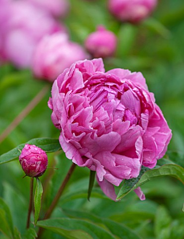 PYTTS_PLACE_BURFORD_OXFORDSHIRE_CLOSE_UP_OF_PINK_PEONY__PAEONIA_PLANT_PORTRAIT_FLOWER_PETALS