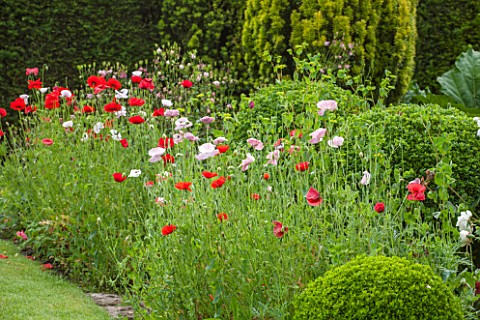 OXLEAZE_FARM_OXFORDSHIRE_INFORMAL_SUMMER_BORDER_WITH_PAPAVER_SOMNIFERUM_MIX_AND_BOX_BALLS_PINK__RED_