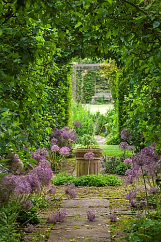 OXLEAZE_FARM_OXFORDSHIRE_THE_APPLE_ARCH_WITH_TRAINED_APPLE_TREES__ALLIUM_CHRISTOPHII_VIEW_VISTA_WIND