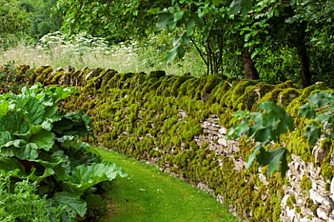 OXLEAZE_FARM_OXFORDSHIRE_MOSS_COVERED_COTSWOLD_STONE_WALL_GREEN_SHADY_SHADE_GARDEN_SUMMER
