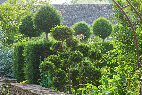 OXLEAZE_FARM_OXFORDSHIRE_STONE_WALL_WITH_YEW_AND_BOX_TOPIARY_SHAPES_EVERGREEN_CLIPPED_BUXUS_TAXUS_BA