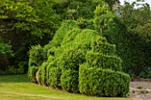OXLEAZE FARM, OXFORDSHIRE: SCULPTED BOX HEDGE IN GARDEN. EVERGREEN, SUMMER, GREEN, FOLIAGE, LUSH, TOPIARY, CLIPPED, SHAPED.
