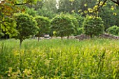 OXLEAZE FARM, OXFORDSHIRE: THE ORCHARD WITH LINE OF CRATAEGUS LAVALLEI TREES. GREEN, FOLIAGE, MEADOW PLANTING, NATURALISTIC, NATURAL, WILDLIFE FRIENDLY, SUMMER.