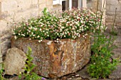 OXLEAZE FARM, OXFORDSHIRE: ERIGERON KARVINSKIANUS PLANTED IN OLD STONE TROUGH. GROUND COVER, SUMMER, DAISY-LIKE FLOWERS, PERENNIAL, SUMMER, CONTAINER, POT