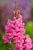 OXLEAZE FARM, OXFORDSHIRE: CLOSE UP PLANT PORTRAIT OF CANDY PINK FLOWERS OF ANTIRRHINUM. SPIRE, SUMMER, ANNUAL, SNAPDRAGON.
